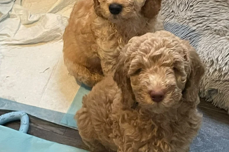 Mixed Breed
