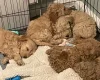 Mixed Breed