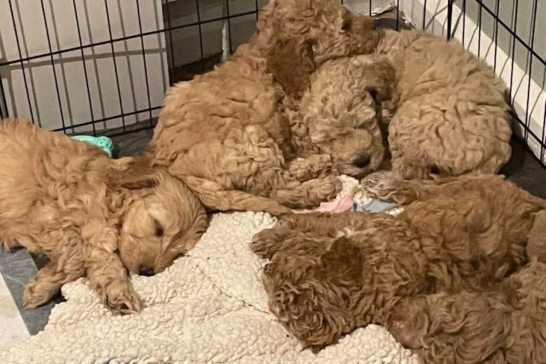 Mixed Breed