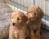 Mixed Breed