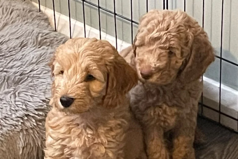 Mixed Breed