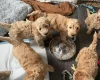 Mixed Breed