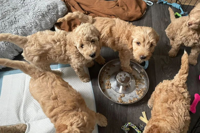 Mixed Breed