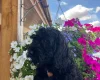 Cockapoo