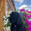 Cockapoo