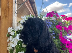 Cockapoo