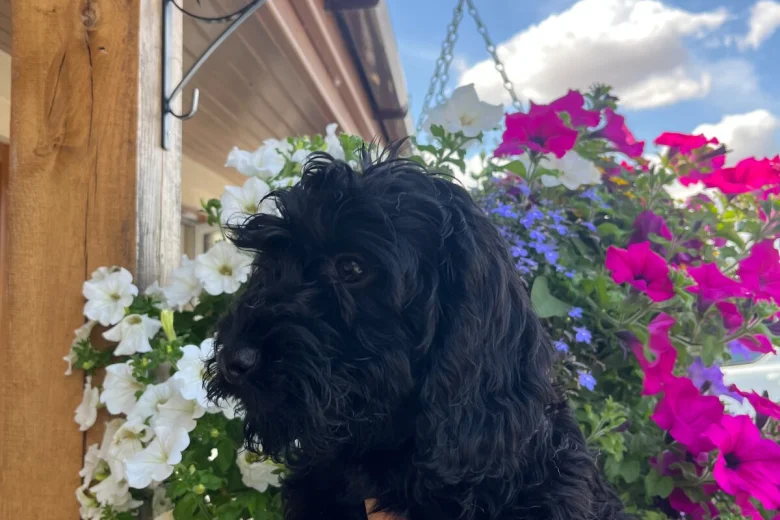 Cockapoo