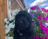 Cockapoo