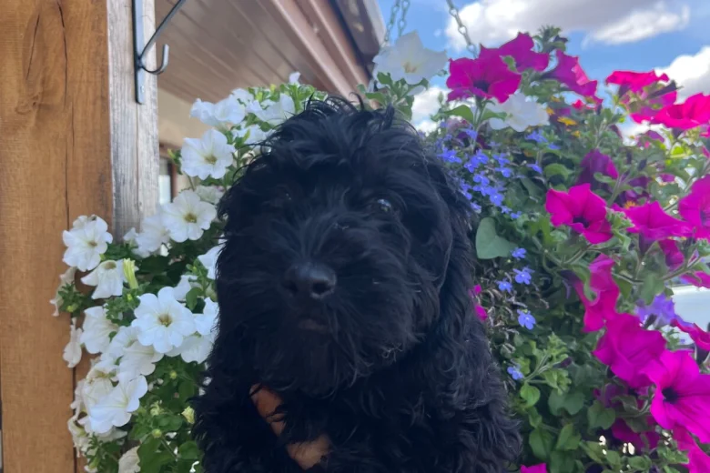 Cockapoo