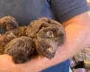 Cockapoo