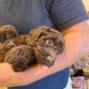 Cockapoo