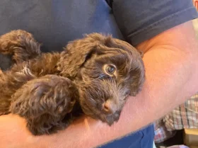 Cockapoo