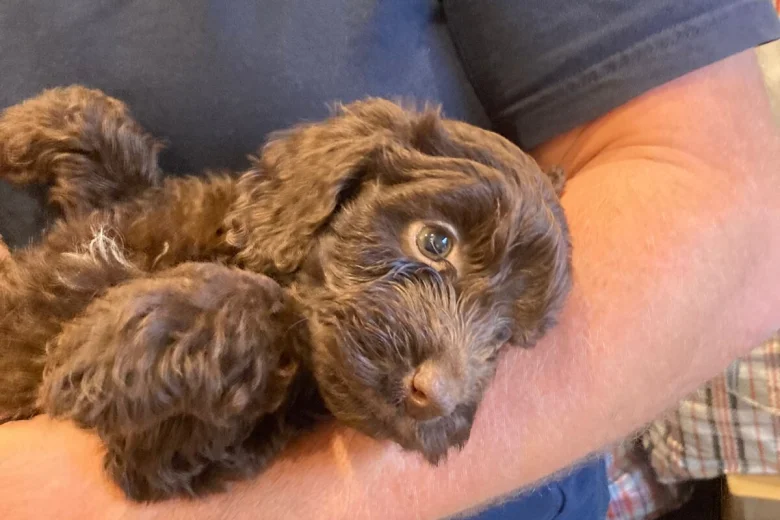 Cockapoo