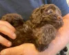 Cockapoo