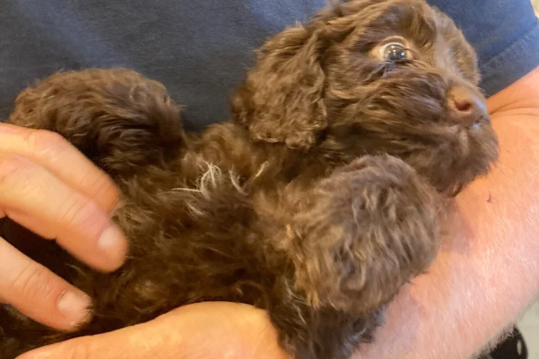 Cockapoo