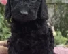 Cockapoo
