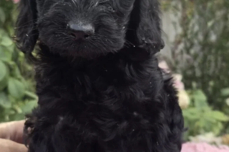 Cockapoo