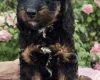 Cockapoo