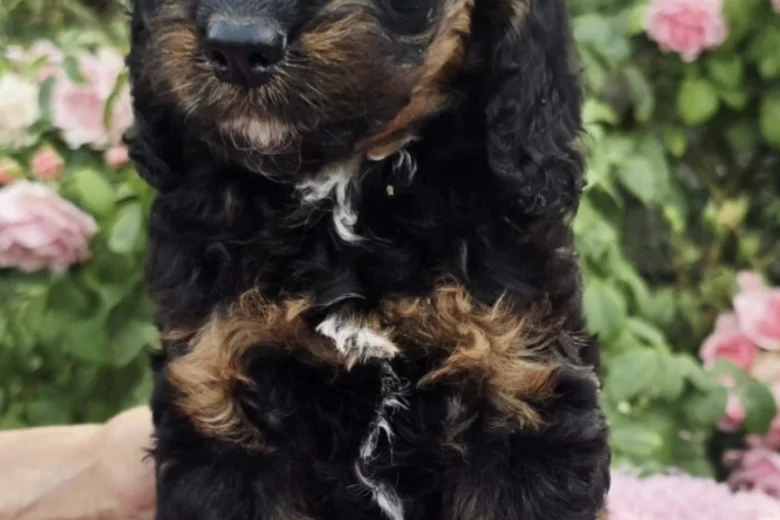 Cockapoo