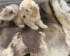 Cockapoo