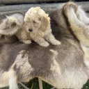 Cockapoo