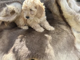 Cockapoo