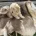 Cockapoo