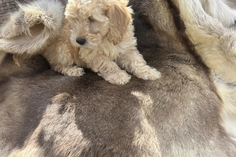 Cockapoo