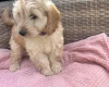 Cockapoo