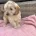 Cockapoo
