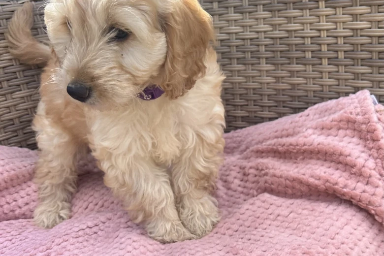 Cockapoo
