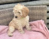 Cockapoo