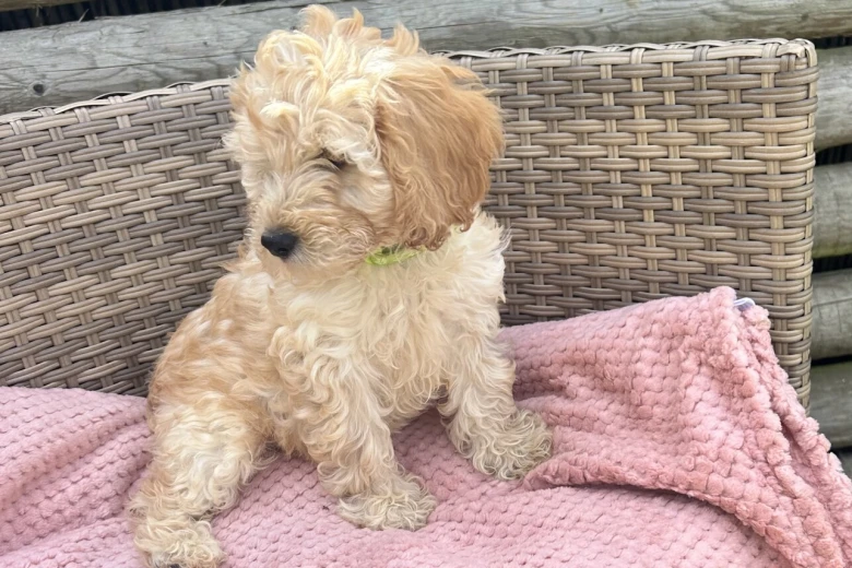 Cockapoo