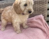 Cockapoo