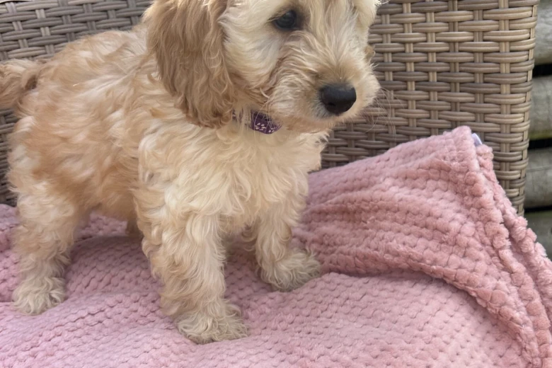 Cockapoo