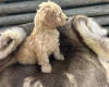 Cockapoo