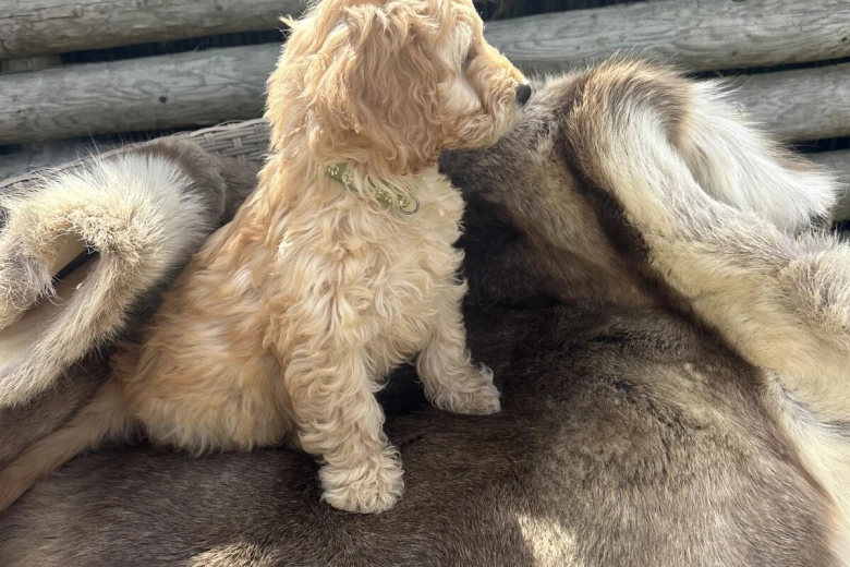 Cockapoo