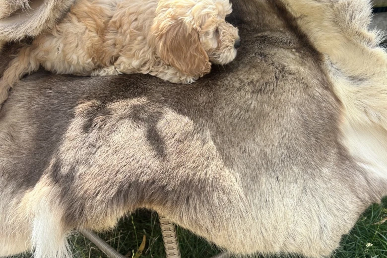 Cockapoo