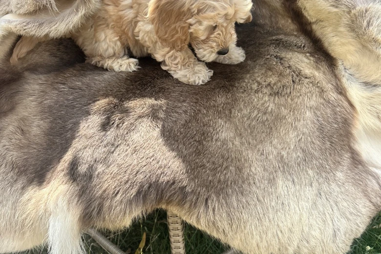 Cockapoo