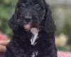 Cockapoo