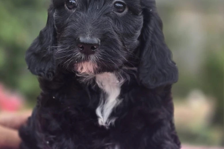 Cockapoo