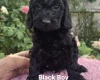 Cockapoo