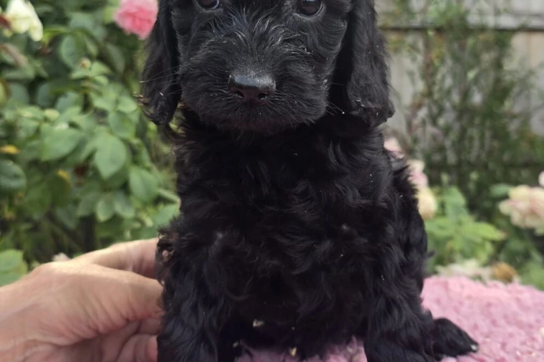 Cockapoo