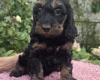 Cockapoo