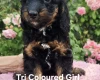 Cockapoo