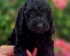 Cockapoo