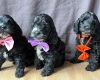 Cockapoo