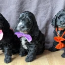 Cockapoo