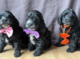Cockapoo