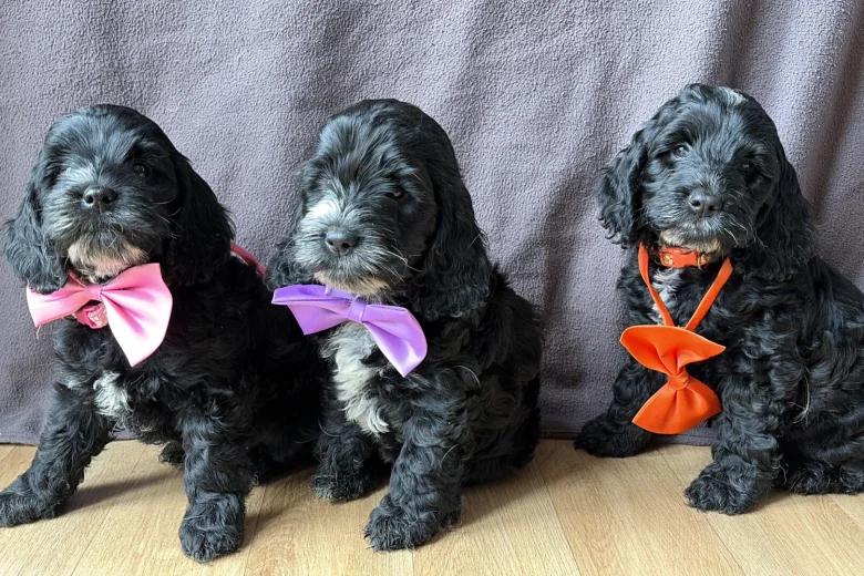 Cockapoo